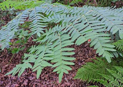 European Royal Fern Osmunda regalis