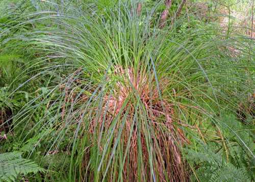 Greater Tussock Sedge Carex paniculata 07 07 24 Shapwick Heath© Alvan White