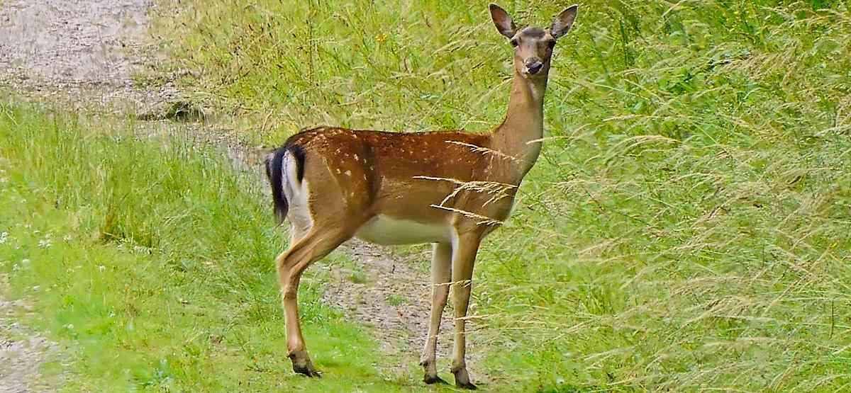 Fallow Deer © Cathy Turner