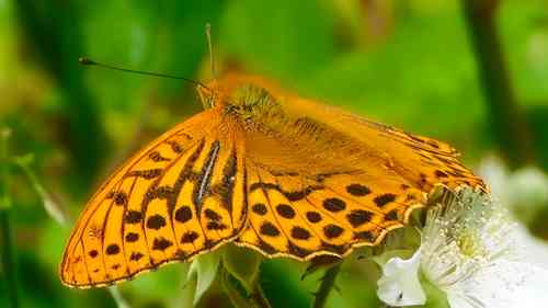 Silver-washed fritillary© Cathy Turner