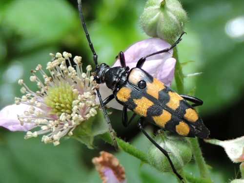 Four banded Longhorn Beetle (Leptura quadrifasciata) © Alvan White