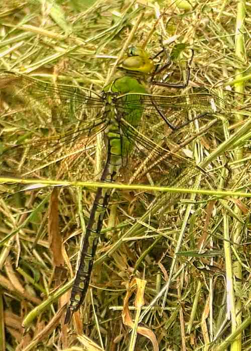 Female Emperor Dragonfly 