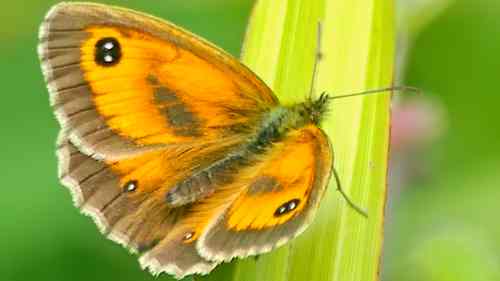 Gatekeeper seen East Woodlands 20240710 © Andrew Harrison 