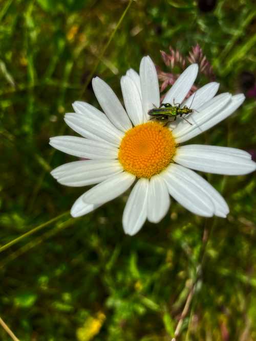 Oedemera Nobilis beetle on an Ox-eye Daisy