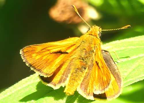 Large Skipper © Alvan White