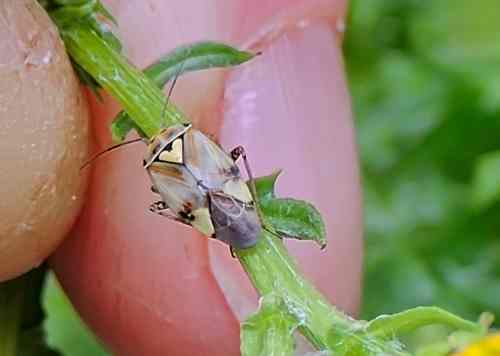 Lygus gemellatus © Alvan White