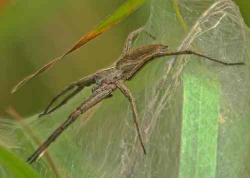 Nursery Web Spider