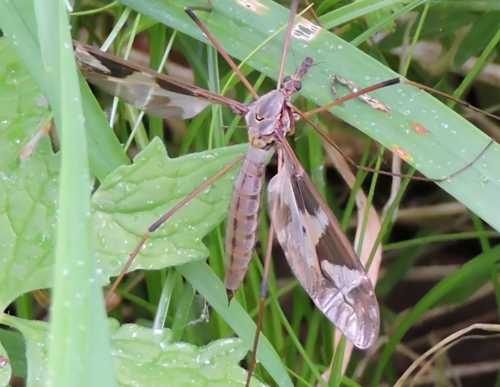 Giant Cranefly Tipula maxima © Alvan White