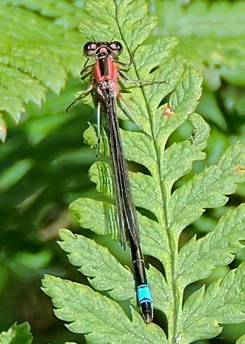 Blue Tailed Damselfly (Ischnura elegans) probable teneral freshly emerged adult © Alvan White 