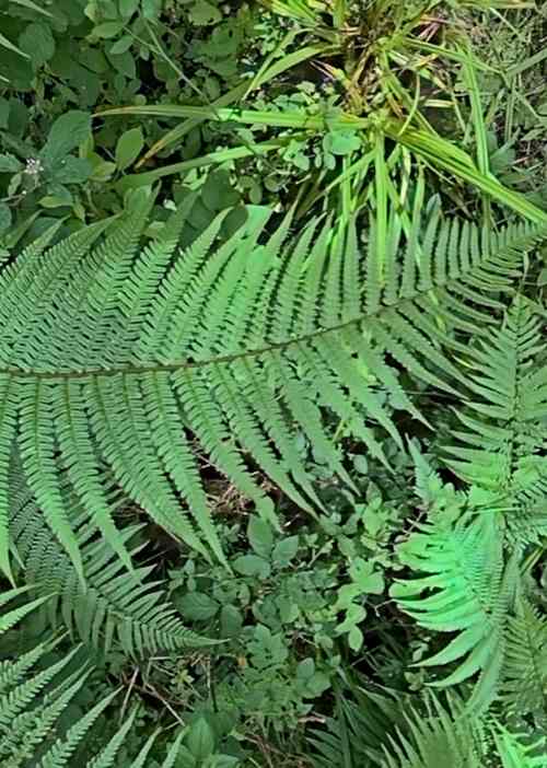 Scaly male fern © Andrew Harrison