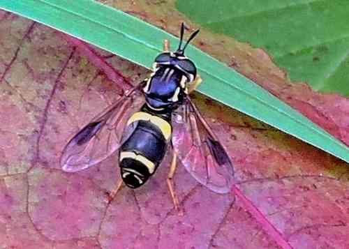 Two-banded Wasp Hoverfly © Alvan White