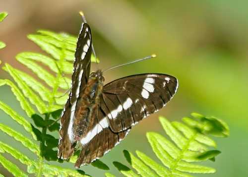 White Admiral Shapwick 