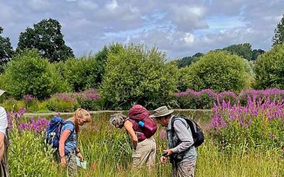 Bathampton Meadow, 4 August 2024