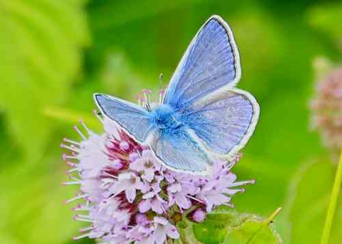 Common Blue on Water Mint © Andrew Harrison