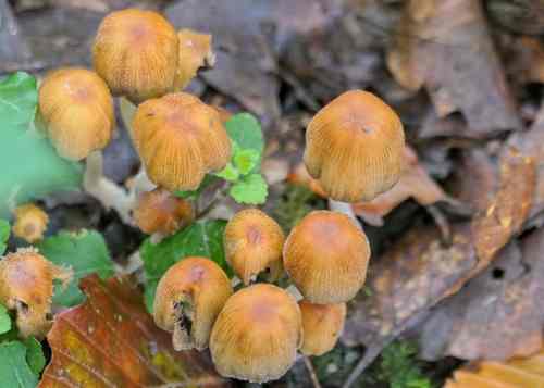 Glistening Inkcaps (Coprinellus micaceus) © Andrew Harrison