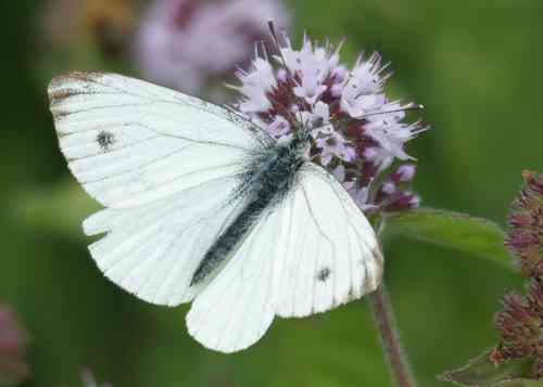 Green-veined White at Bathampton Meadow © Andrew Harrison