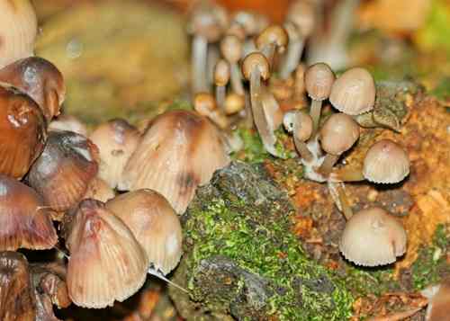 Clustered Bonnet (Mycena inclinata) © Andrew Harrison