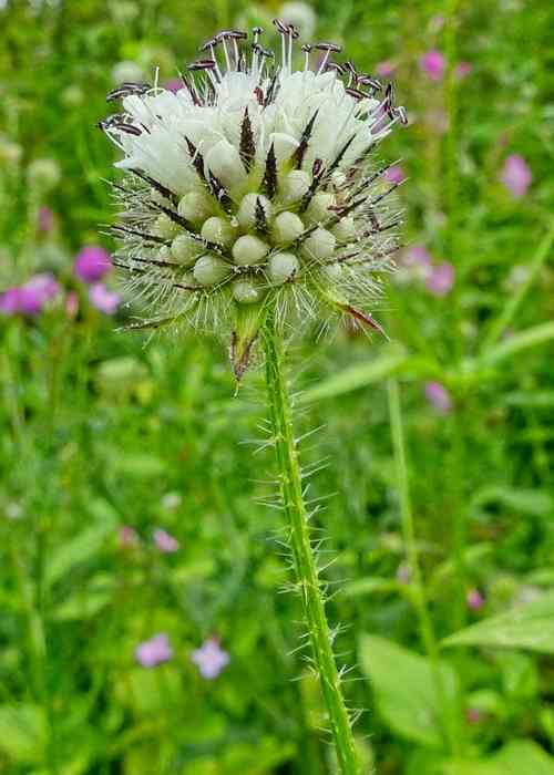 Small Teasel (Dipsacus pilosus) © Helena Crouch