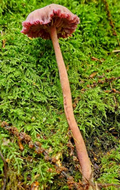 Amethyst Deceiver (Laccaria amethystina) © Helena Crouch