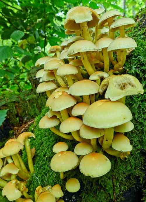 Sulphur Tuft (Hypholoma fasciculare) © Helena Crouch