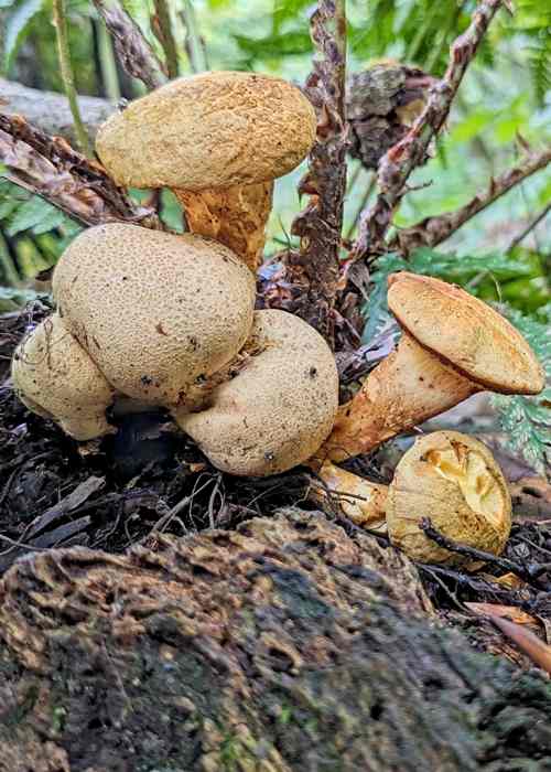 Parasitic Bolete (Pseudoboletus parasiticus) growing on Common Earthball (Scleroderma citrinum) © Helena Crouch