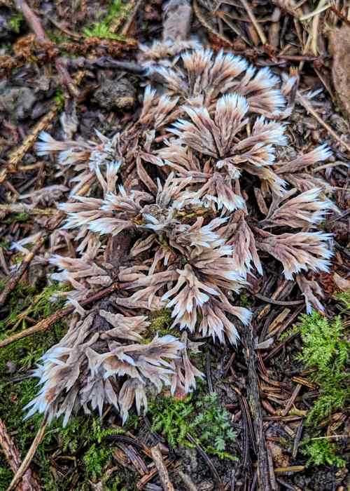 Urchin Earthfan (Thelephora penicillata) © Helena Crouch