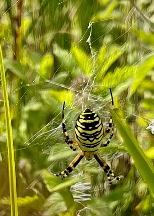 Wasp Spider at Bathampton Meadow © Chris Woods