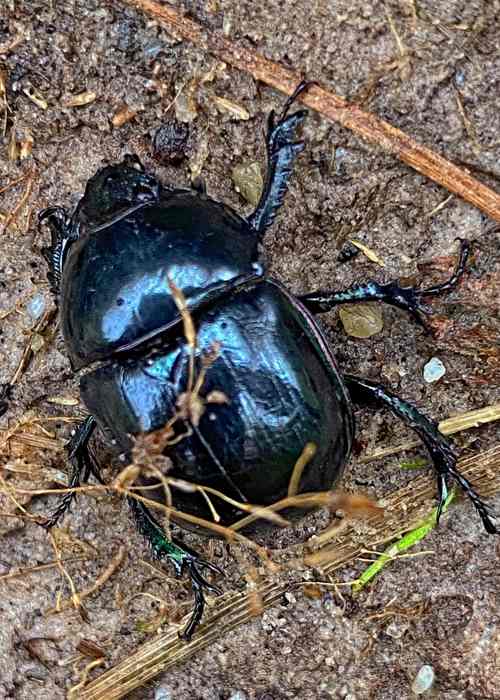 Dor Beetle sp © Phillip Delve.